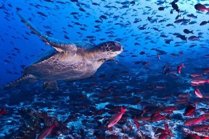 The preservation of Galapagos Island